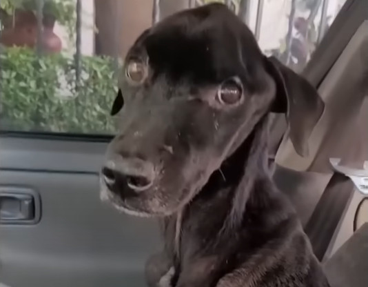 Extra image from article