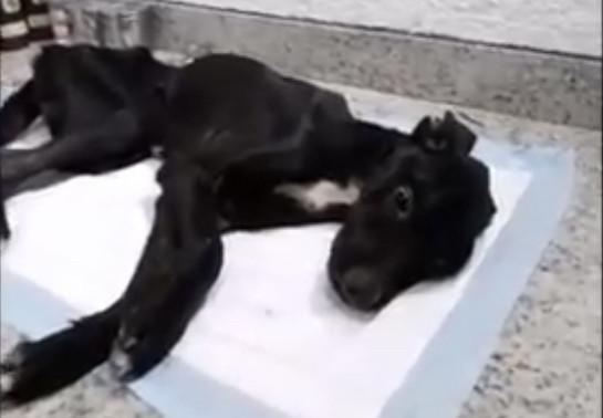 I hope that all animals in the world can...