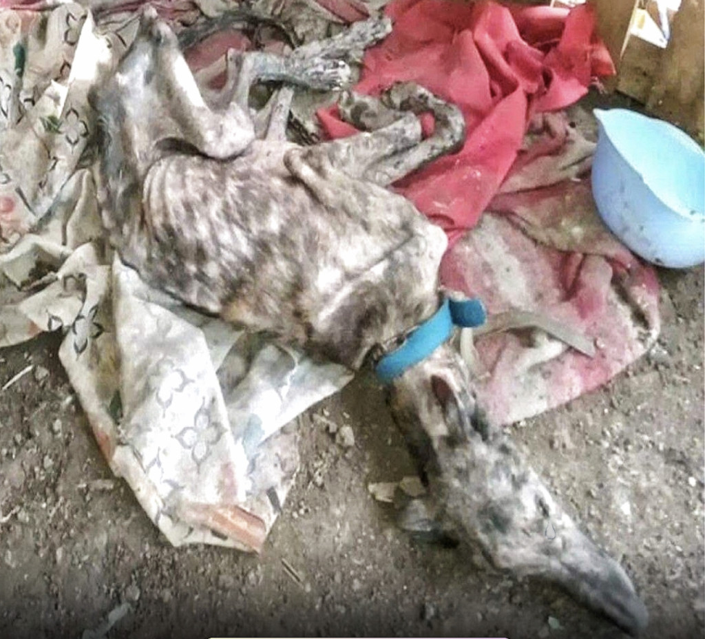 Ruperto's health was failing due to aban...