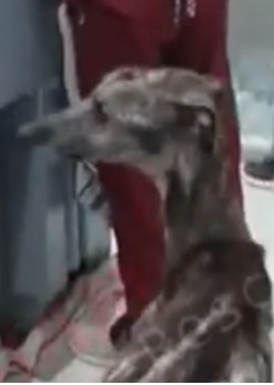 Extra image from article