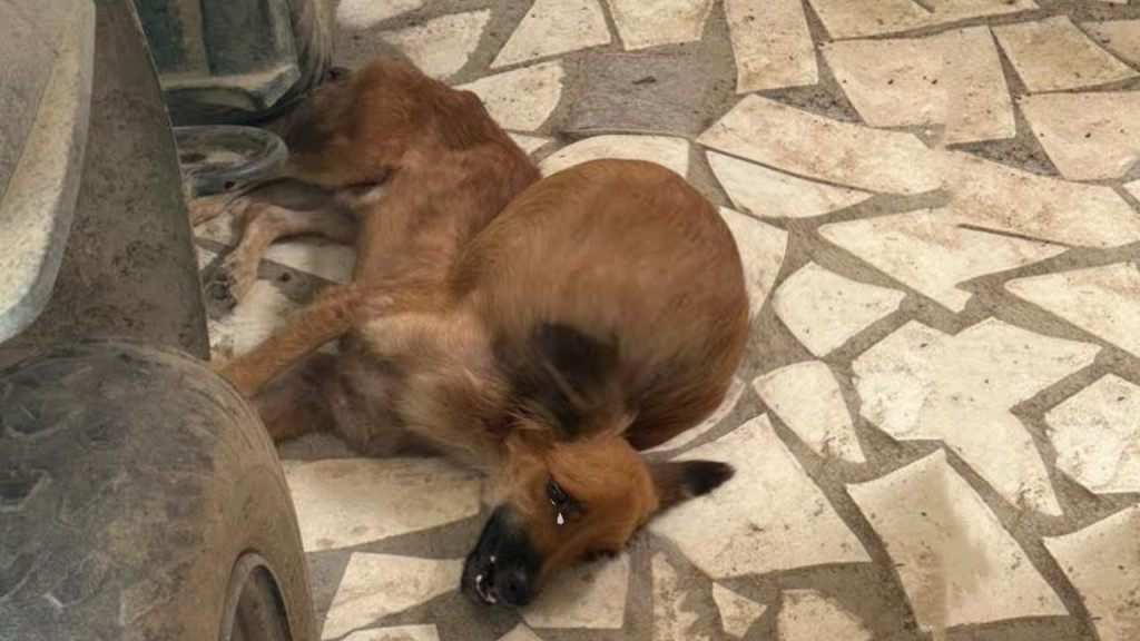 Eating had become an unbearable task for...