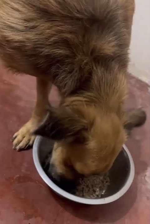 We hope that this courageous puppy and o...