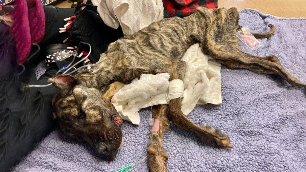 The team at KHS sprang into action, atte...