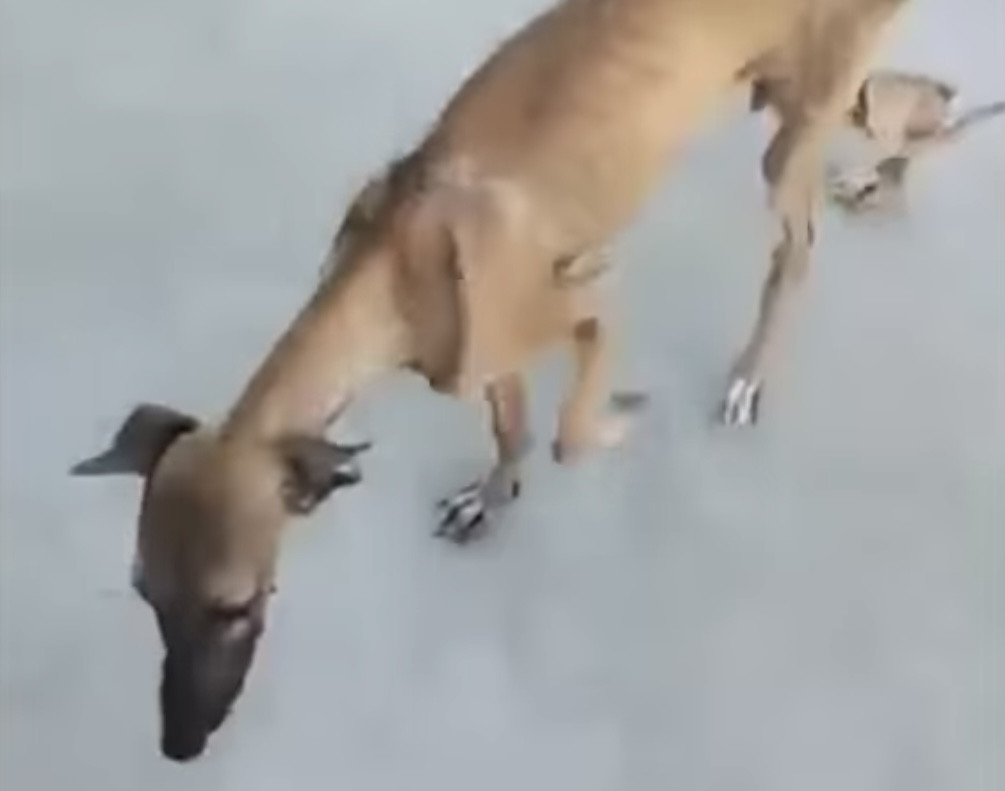 Extra image from article