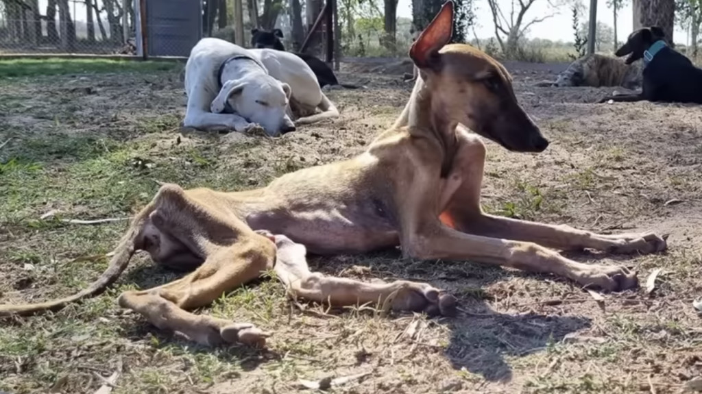 Extra image from article