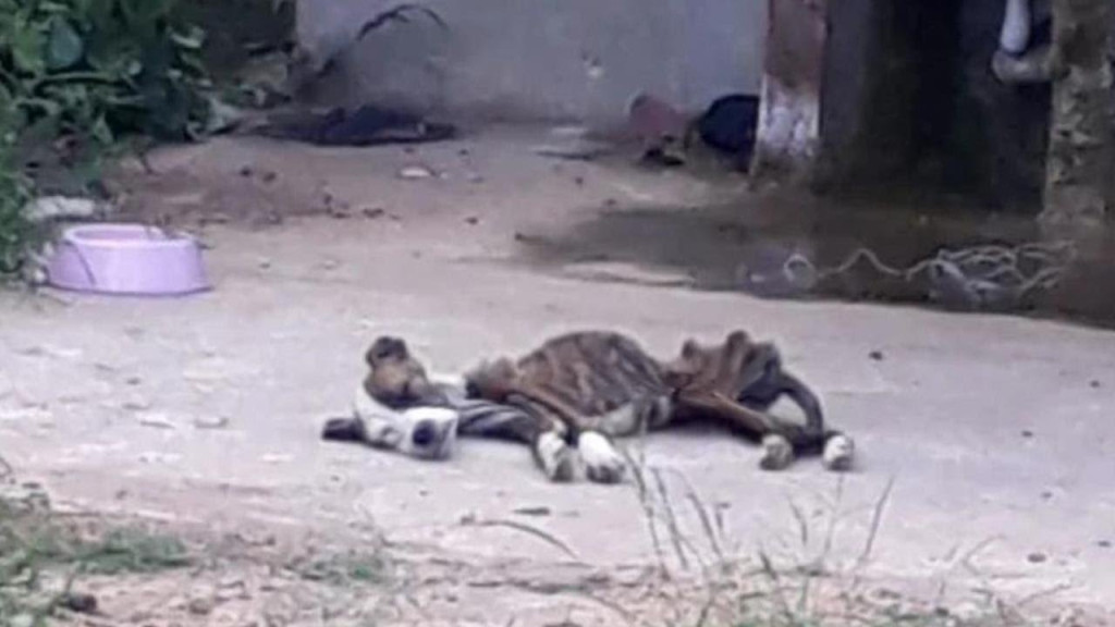 Upon arriving at the scene, we were met ...