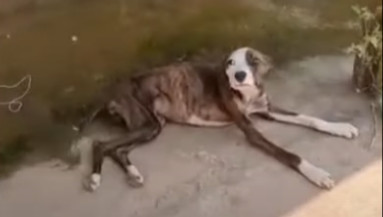 After safely removing the puppy from the...