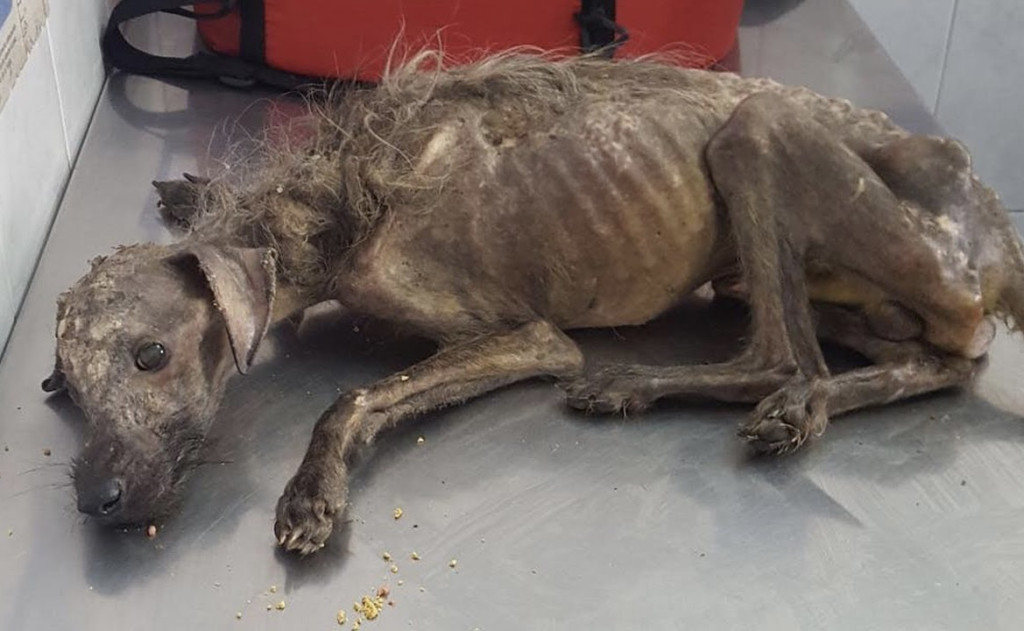 Hercules owed his miraculous recovery to...