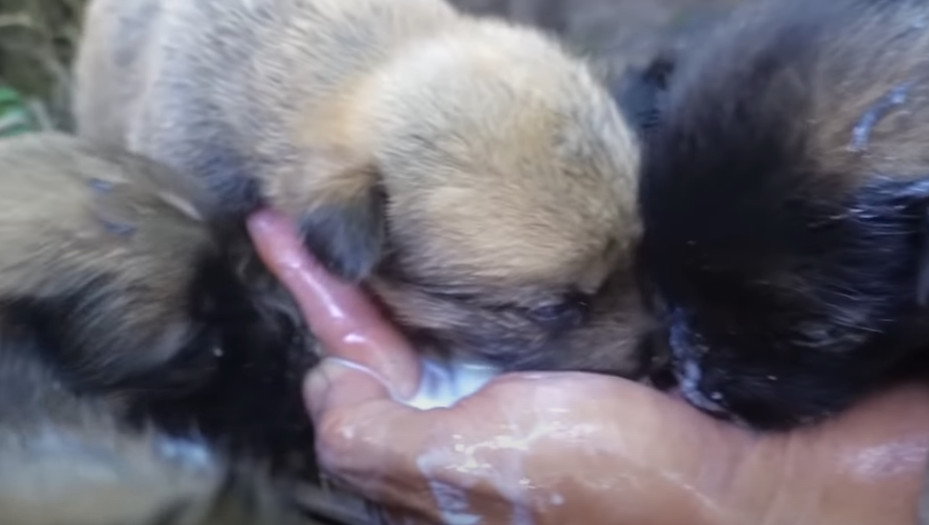 Extra image from article