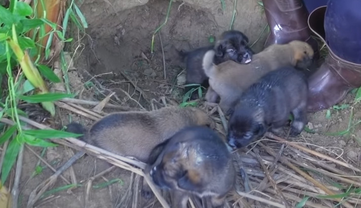 Extra image from article