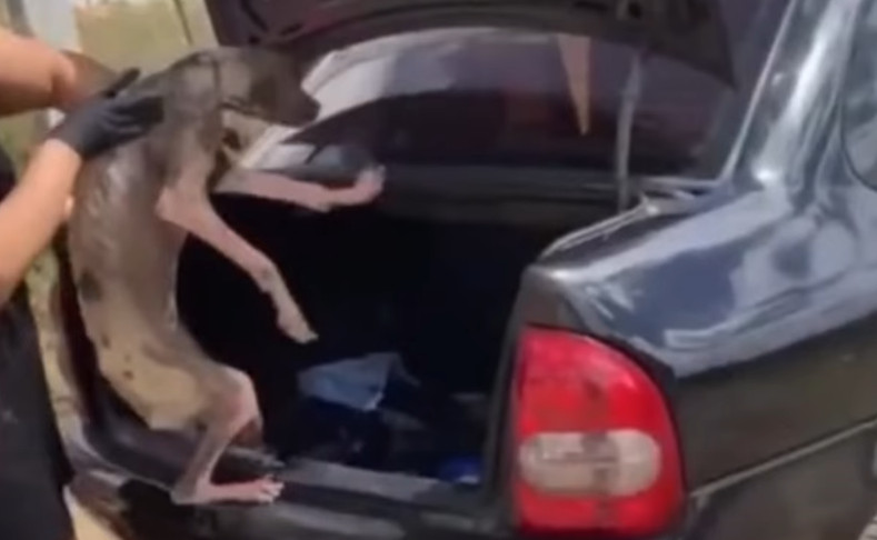 The dog had been starved for so long tha...