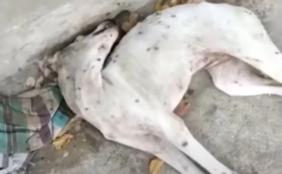 The dog was suffering from dehydration a...