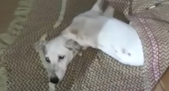 Extra image from article