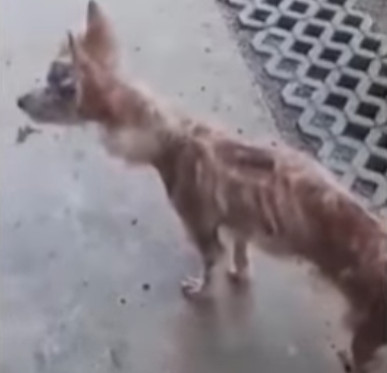 Extra image from article