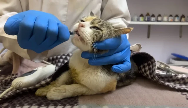 Days went by, filled with worry and hope...