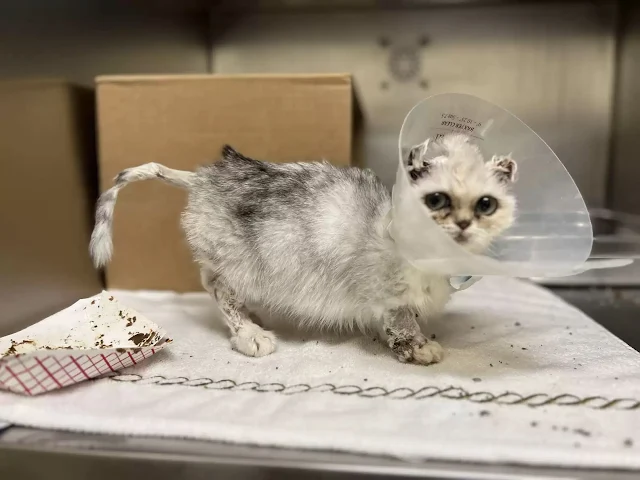 Faced with mounting health issues, Dolli...