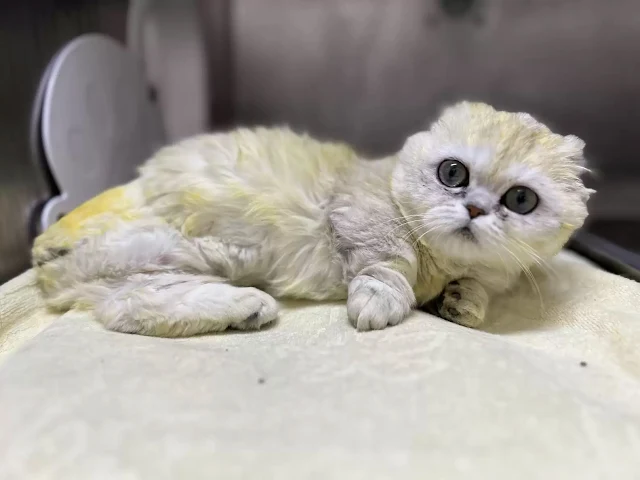 Now on the road to recovery, Dollie face...