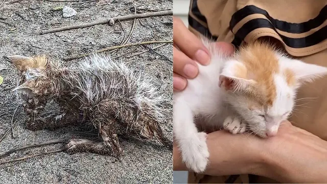 Lucky's resilience became apparent. His ...