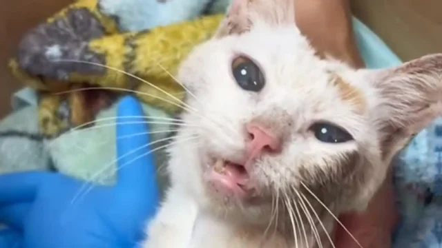 Extra image from article