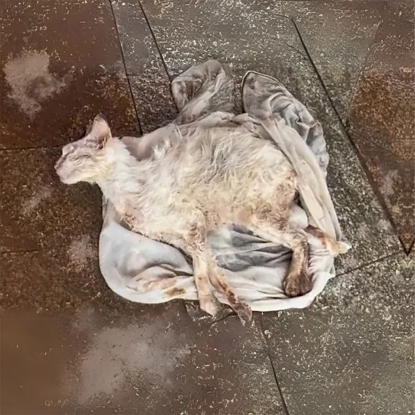 Extra image from article