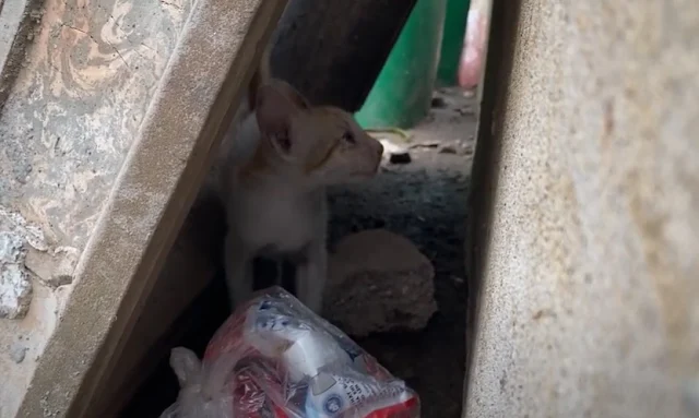 With tender care, the rescuer approached...