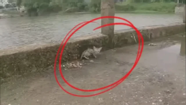 For weeks following the incident, Sarah ...