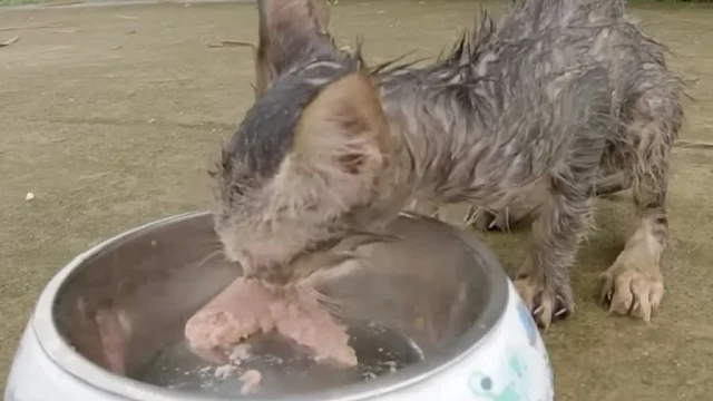 Extra image from article