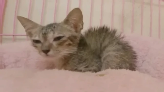 Extra image from article