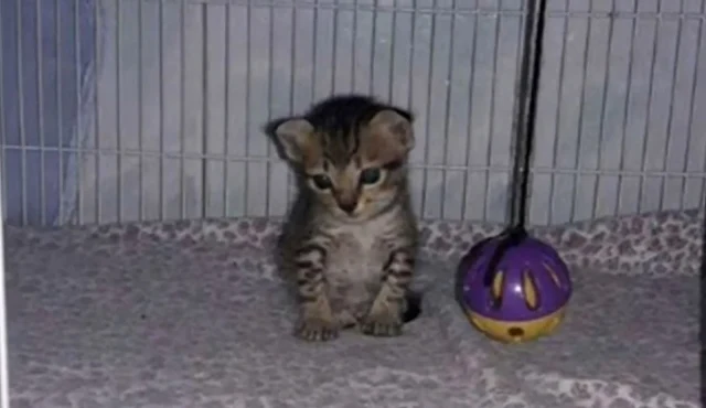 Just as Shadow's hope was fading, someth...