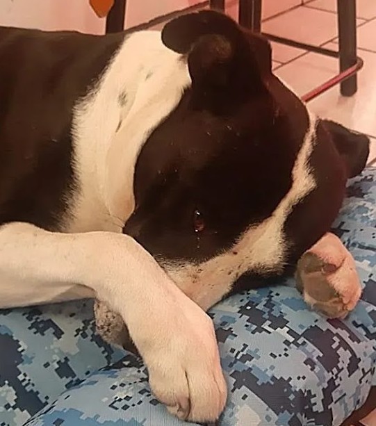 Manchas's new life starkly contrasted wi...