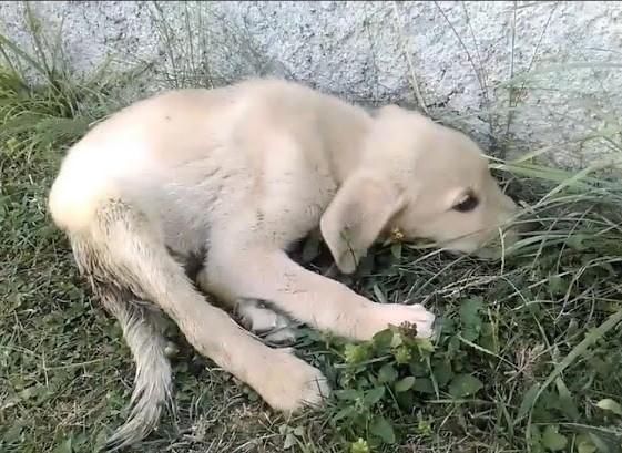 As Caki got closer, the frightened puppy...