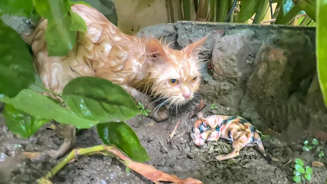 Extra image from article