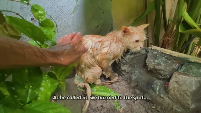 Extra image from article