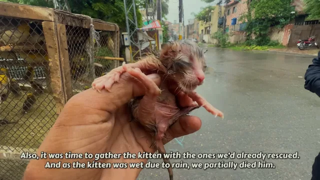 Extra image from article