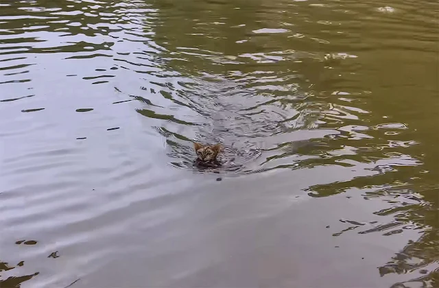 With no time to spare, Bella decided to ...