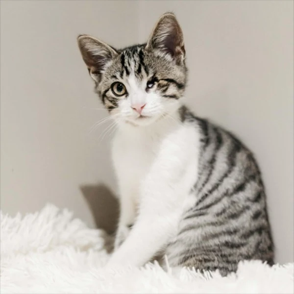 Extra image from article