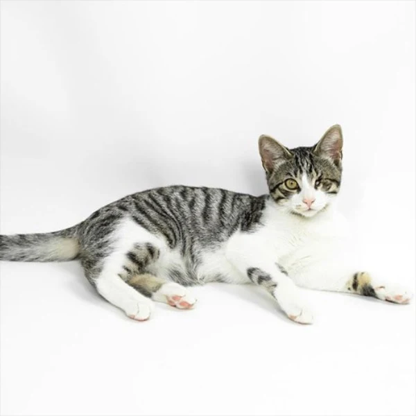 Extra image from article