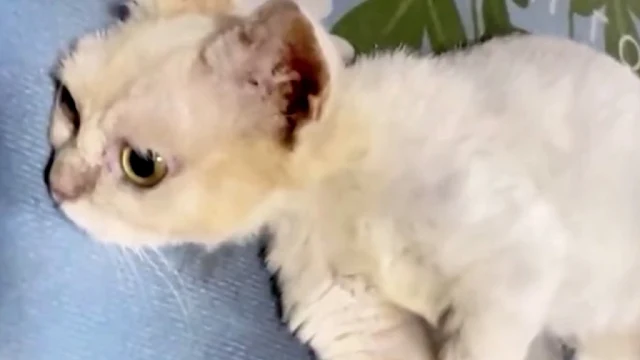 As the days went on, the kitten began to...