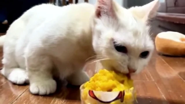 Lucky's story illustrates how life can u...