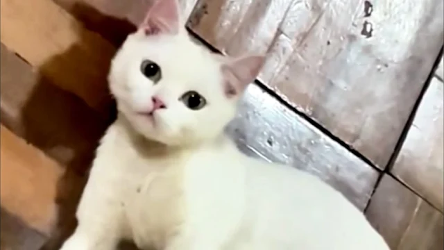 Extra image from article