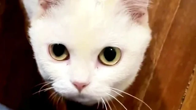 Extra image from article