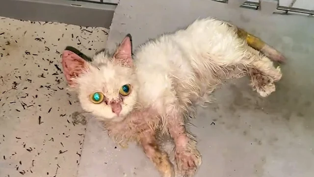 Once a pet, the kitten's existence had b...