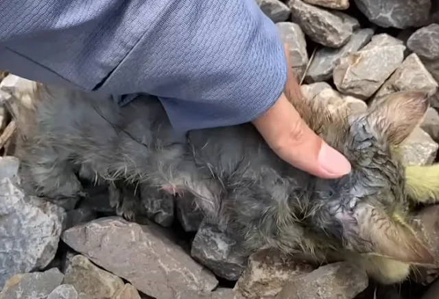 Extra image from article