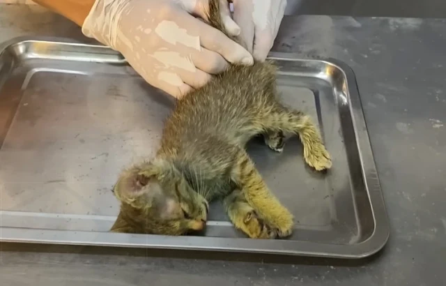 Extra image from article