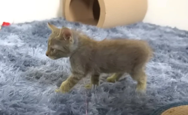 Extra image from article