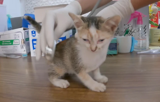 Upon reaching the hospital, the kitten w...