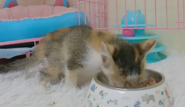 The story of this kitten stands as a pow...