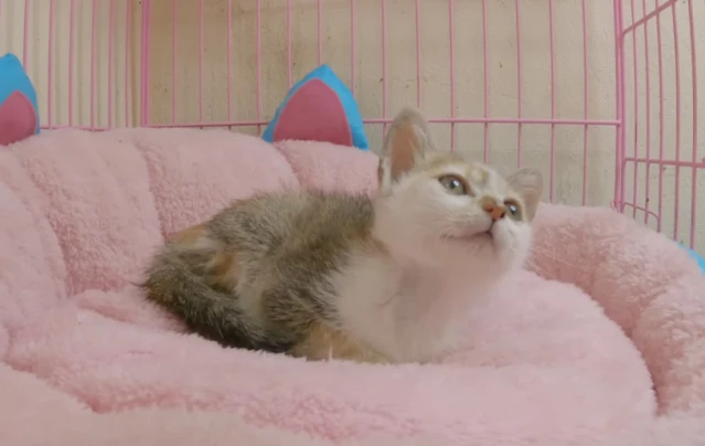 Extra image from article