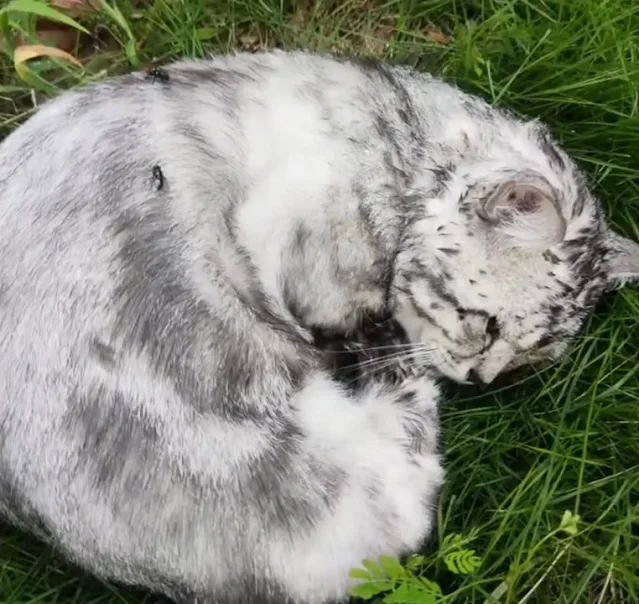 At the veterinary clinic, the examinatio...