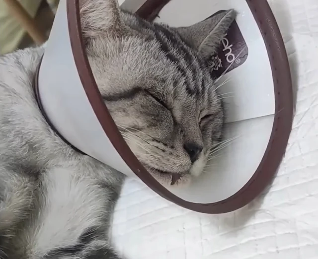 I decided to name the kitten